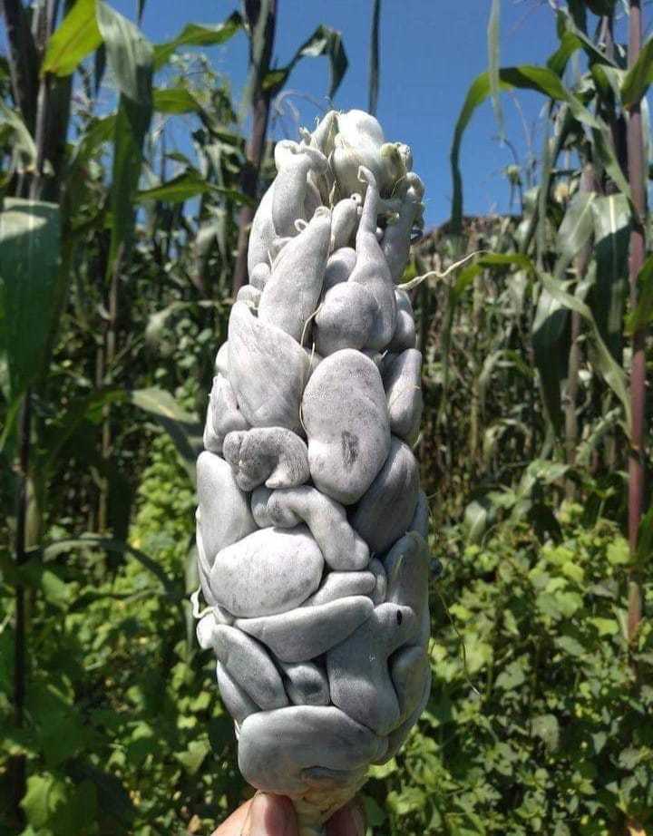 Huitlacoche Manjar de Lls Dioses